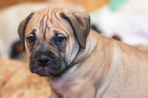 Brown 8 weeks old Ca de Bou (Mallorquin Mastiff) puppy dog with sleepy eyes looks on the camera