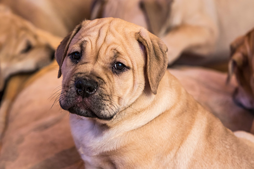 Brown 8 weeks old Ca de Bou (Mallorquin Mastiff) puppy dog with sleepy eyes looks on the camera