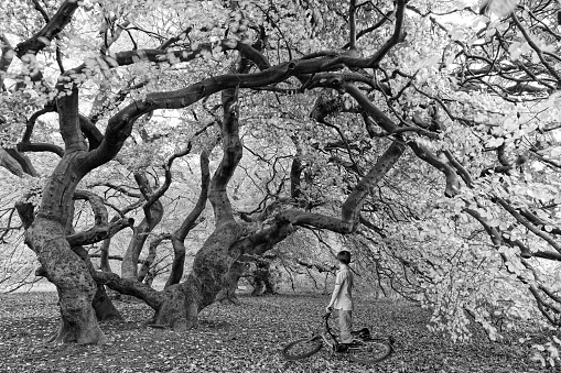 Little boy with bicyle standing under twisted beech trees. Converted into Black and white (RGB). The trees are local genetic mutation called 