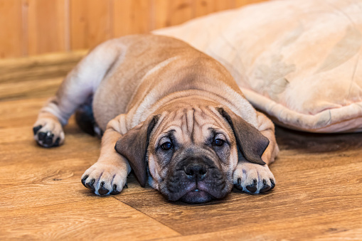 Brown 8 weeks old Ca de Bou (Mallorquin Mastiff) puppy dog lying on a parquet floor