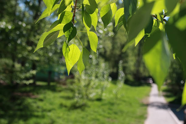 istock Green fresh leaves of trees on clear blue sky 905347464