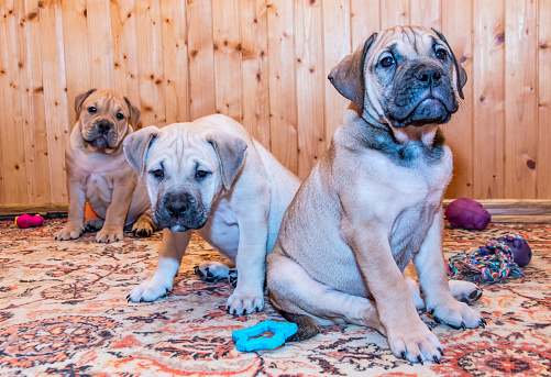Three 8 weeks old Ca de Bou (Mallorquin Mastiff) puppies look on the camera
