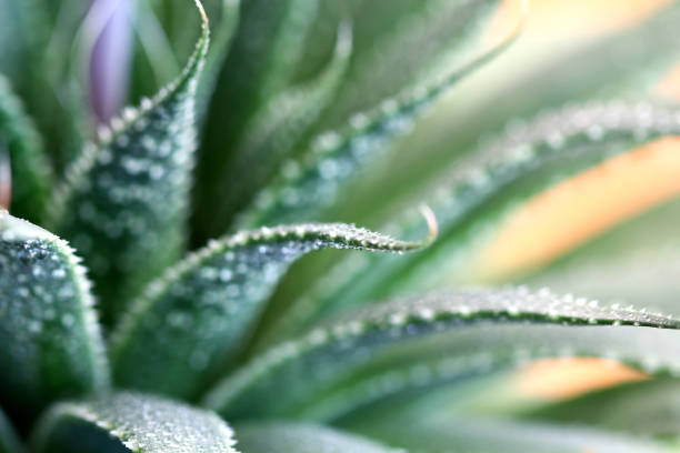 Aloe Plant Flower