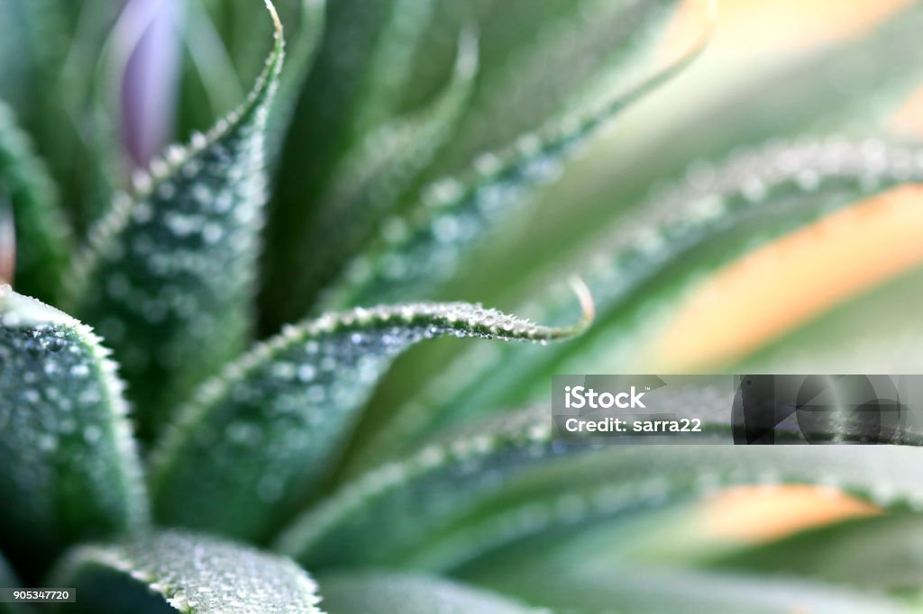 Aloe Plant Flower Close-up of the healing plant Aloe Aristata Macrophotography Stock Photo