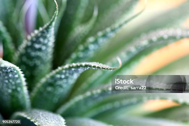 Aloe Plant Flower Stock Photo - Download Image Now - Macrophotography, Leaf, Cactus