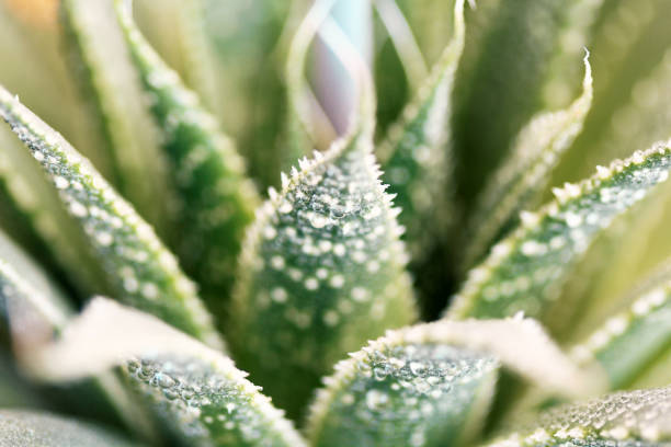 istock Aloe Plant Flower 905347726