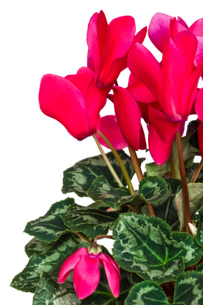 istock Beautiful pink Cyclamen flower 905347812