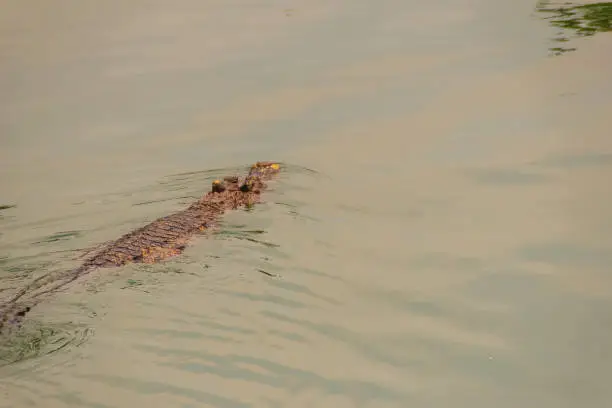 Photo of Crocodiles have acute senses that them eyes, ears and nostrils are located on top of the head, allowing the crocodile to lie low in the water, almost totally submerged and hidden from prey.