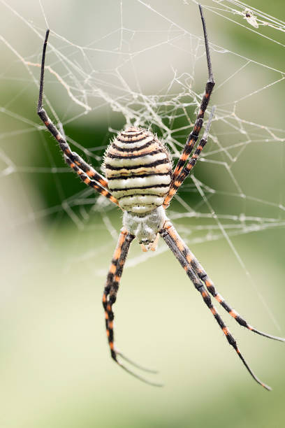 istock The spider species Argiope aurantia. 905348346