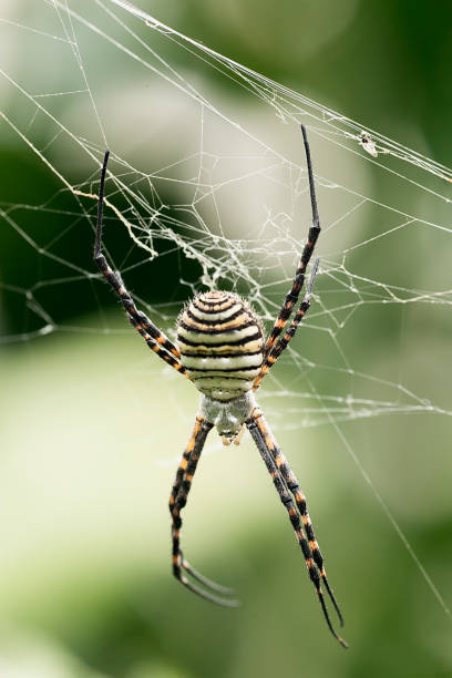 istock The spider species Argiope aurantia. 905348364