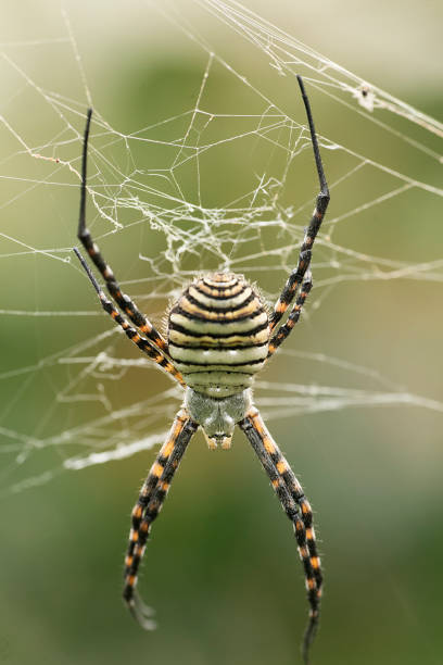 istock The spider species Argiope aurantia. 905348370
