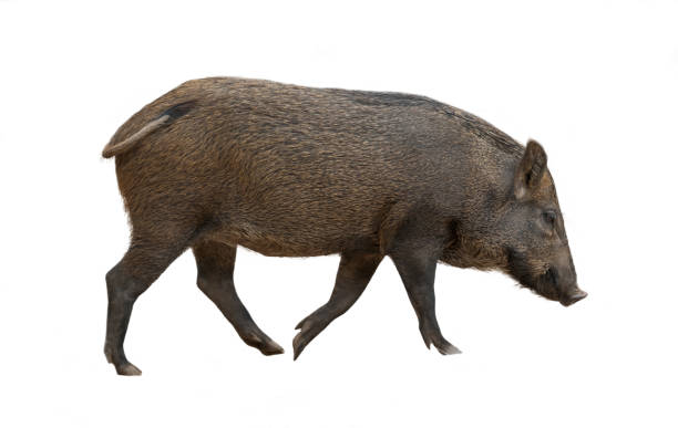 istock asian wild boar isolated 905354930