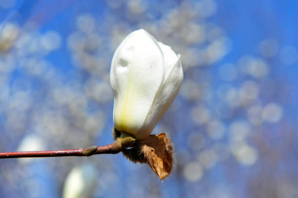 istock Magnolia flower blooming 905355082
