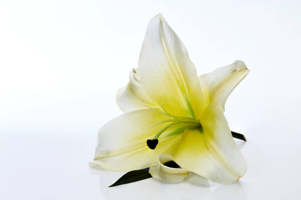istock White lily flowers isolated on white background 905357470