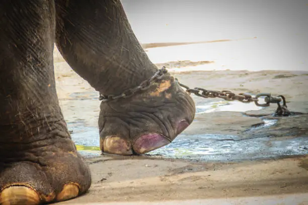 Photo of Leg chained elephant and look very pitiful.