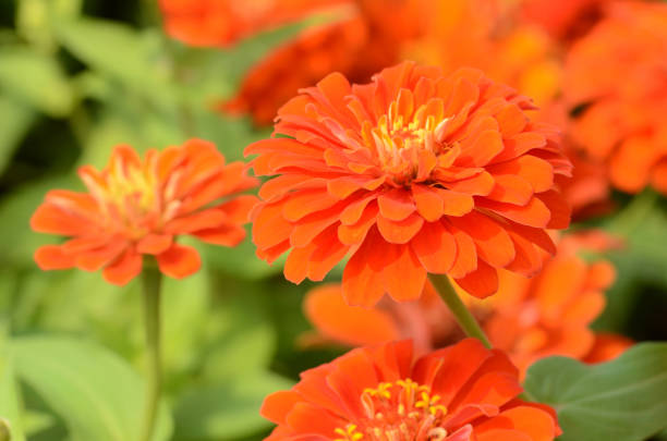 istock Zinnia in the park. 905364234
