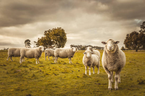 paesaggio autunnale rurale della campagna australiana. gruppo di pecore al pascolo nel paddock in fattoria - sheep flock of sheep pasture mountain foto e immagini stock