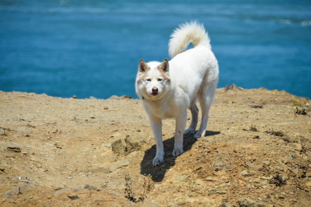 istock Happy and playful husky dog 905367878