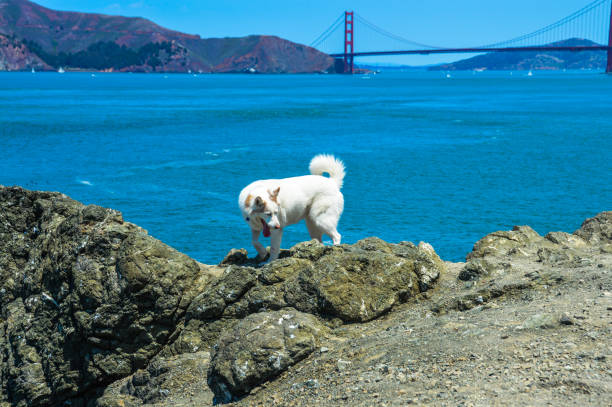 istock Happy and playful husky dog 905368002