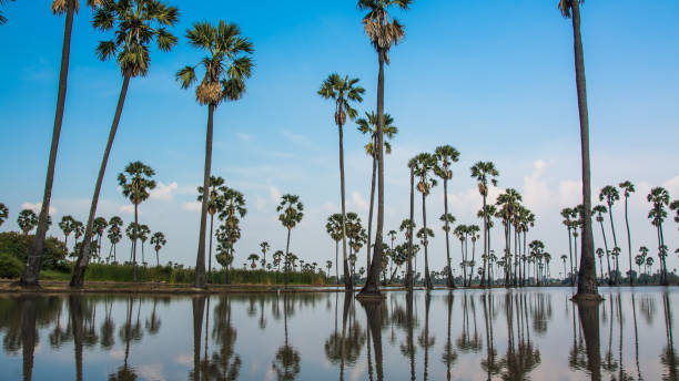 istock landscape of sugar palm tree in Thailand . 905368308