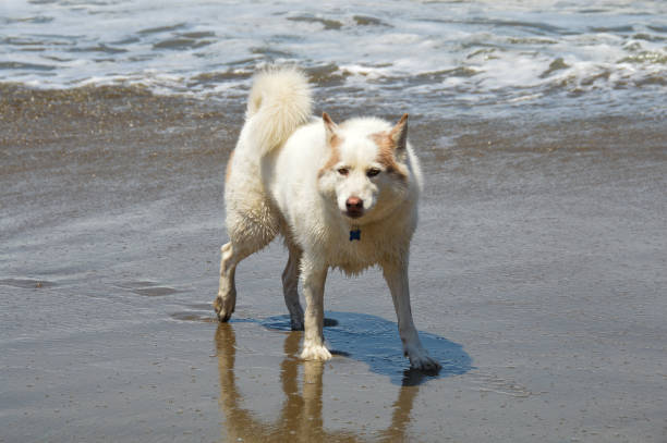 An adorable Lapponian herder dog running along the shoreline at Del Mar dog beach in California