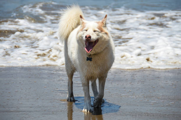istock Happy and playful husky dog 905368448