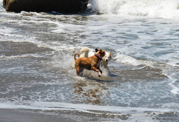 istock Happy and playful husky dog 905368526