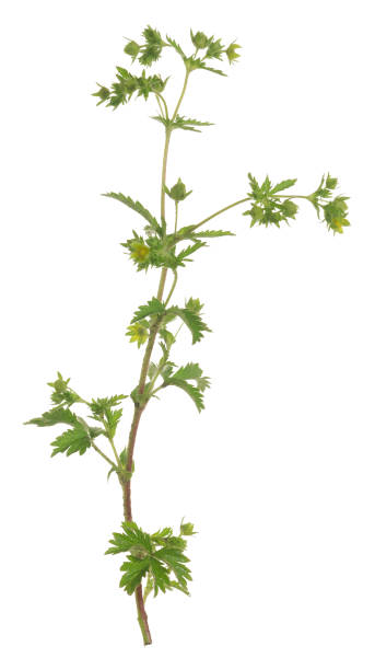 istock Cinquefoil plant isolated on white background 905371458