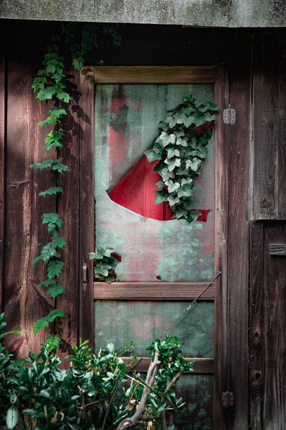 Red door covered with vines stock photo