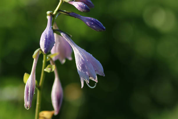 istock flower liliac petal 905372284