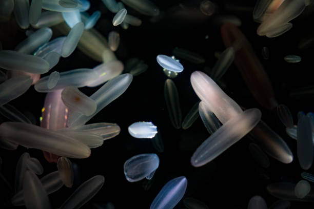 istock Colorful jellyfish to clean the light-emitting 905374758