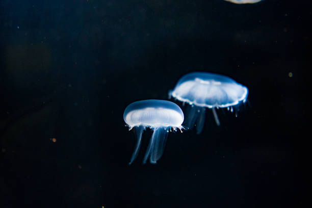 istock Colorful jellyfish to clean the light-emitting 905374834