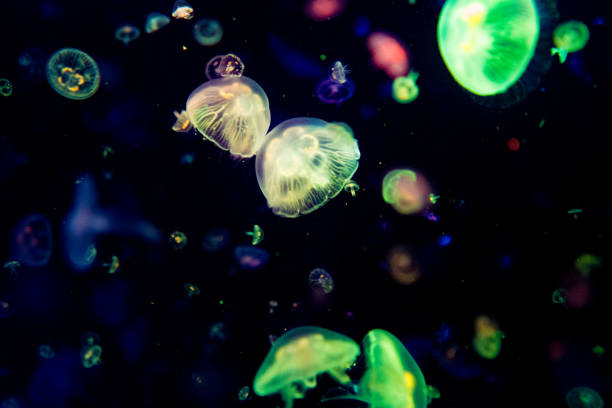 istock Colorful jellyfish to clean the light-emitting 905374886