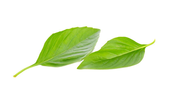 istock Sweet basil herb leaves isolated on white background 905376012