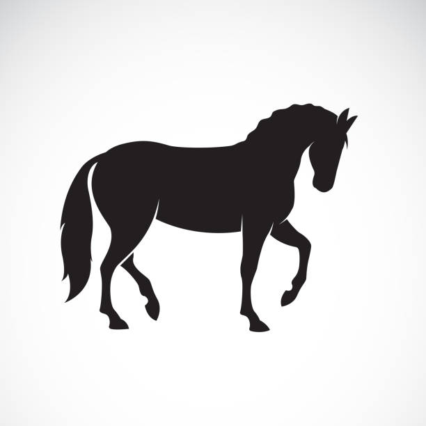 Vector of a horse isolated on white background. Wild Animals. Easy editable layered vector illustration. Vector of a horse isolated on white background. Wild Animals. Easy editable layered vector illustration. dressage stock illustrations