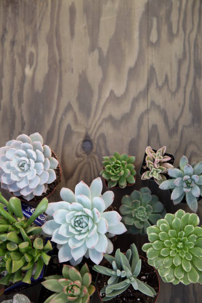 istock Succulent Plants For Garden 905379276