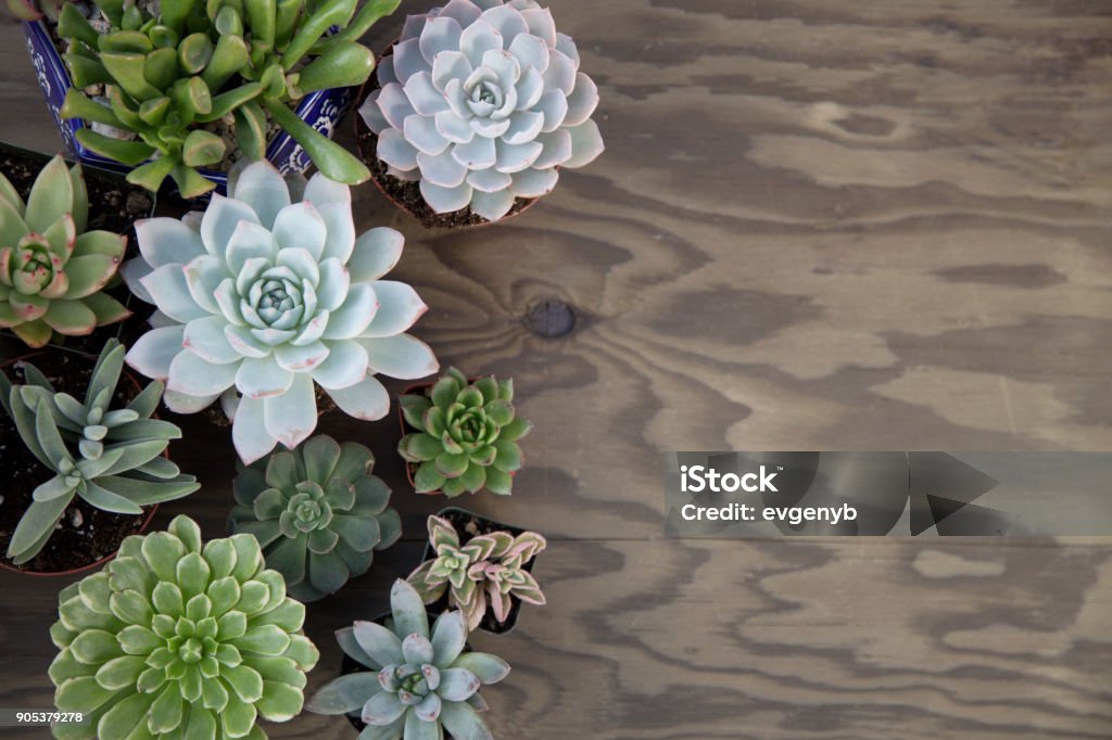 Succulent Plants For Garden Closeup of assorted succulent plants on wooden table ready for planting in garden. Copyspace."n Succulent Plant Stock Photo