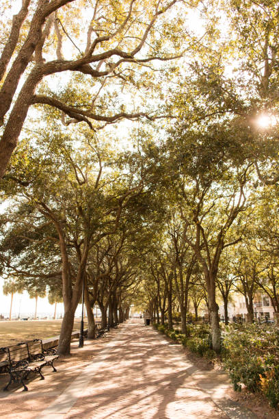 istock Trees in Charleston, South Carolina 905382754