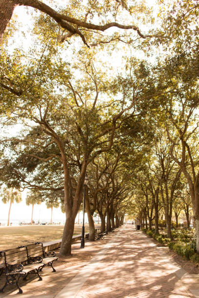 istock Trees in Charleston, South Carolina 905382766