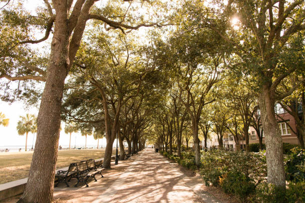 istock Trees in Charleston, South Carolina 905382816