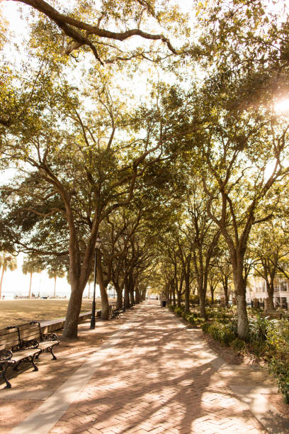 istock Trees in Charleston, South Carolina 905382860