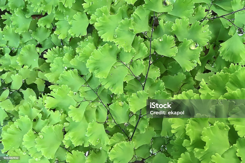 Selective focus Closeup on adiantum fern or maidenhair fern with freshness drop of water after raining with beautiful black branch in the outdoor garden. Backgrounds Stock Photo