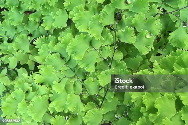 Selective Focus Closeup On Adiantum Fern Or Maidenhair Fern With Freshness Drop Of Water After Raining With Beautiful Black Branch In The Outdoor Garden Stock Photo - Download Image Now
