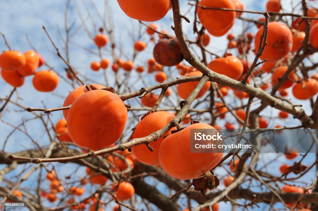 Ripe orange Korean persimmons on the tree in autumn Ripe orange Korean persimmons on the tree againt the blue sky in autumn, South Korea Persimmon Tree Stock Photo