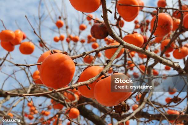 Ripe Orange Korean Persimmons On The Tree In Autumn Stock Photo - Download Image Now