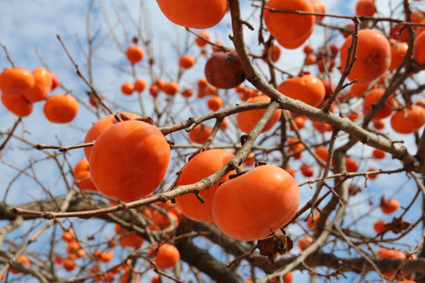 спелая оранжевая корейская хурма на дереве осенью - persimmon стоковые фото и изображения