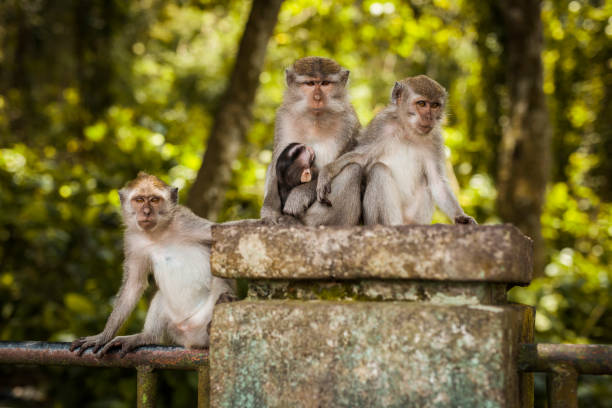Long Tailed Macaque Family stock photo