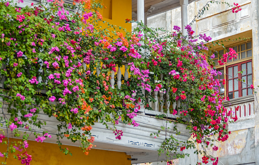 Colorful flowers and colonial architecture in Cartagena, Colombia