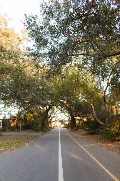 istock Trees in Charleston, South Carolina 905386286