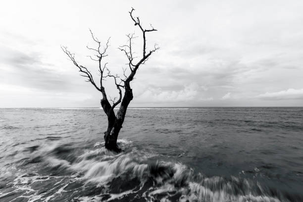 istock Death tree at the beach in black and white 905386952